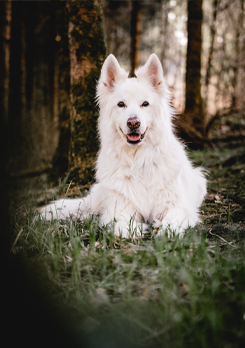 Merlin – Schimmelspürhund